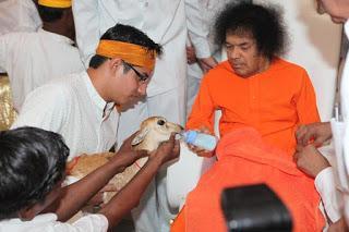 FW: MATANZA DE ANIMALES y EGOISMO, ODIO, CONFLICTOS Y CAOS