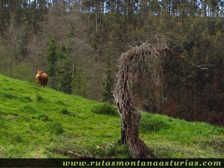 Vaca en prado en Asturias