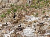 Lluvia, fenología reproductiva éxito reproductor