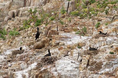 Lluvia, fenología reproductiva y éxito reproductor