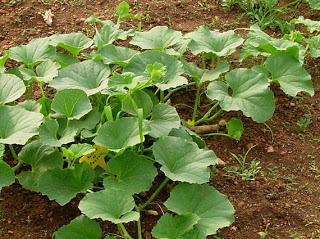 tierra cultivo melon