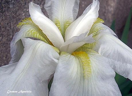 Iris Una flor divina