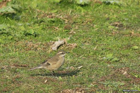 Salida por campos de Cañuelas ( 1 de mayo de  2016)