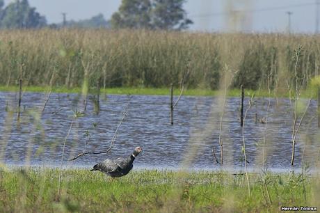 Salida por campos de Cañuelas ( 1 de mayo de  2016)