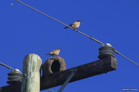 Salida por campos de Cañuelas ( 1 de mayo de  2016)