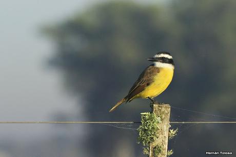 Salida por campos de Cañuelas ( 1 de mayo de  2016)