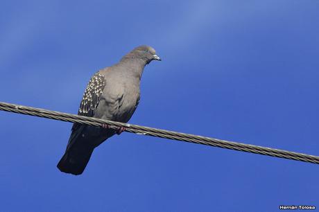 Salida por campos de Cañuelas ( 1 de mayo de  2016)
