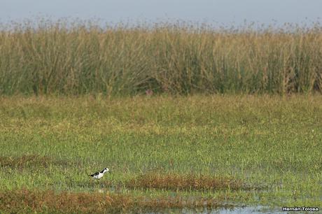 Salida por campos de Cañuelas ( 1 de mayo de  2016)