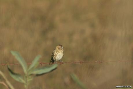 Salida por campos de Cañuelas ( 1 de mayo de  2016)