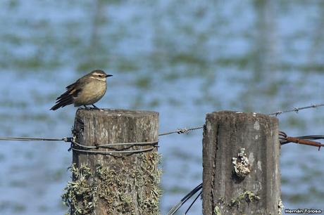Salida por campos de Cañuelas ( 1 de mayo de  2016)
