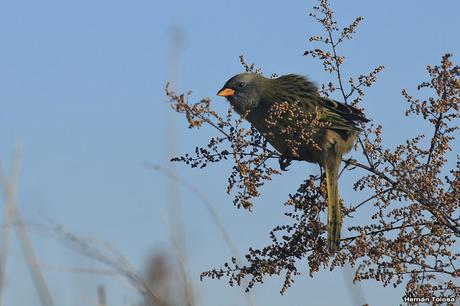 Salida por campos de Cañuelas ( 1 de mayo de  2016)