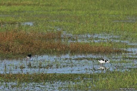 Salida por campos de Cañuelas ( 1 de mayo de  2016)