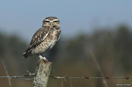 Salida por campos de Cañuelas ( 1 de mayo de  2016)