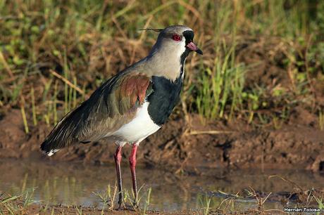 Salida por campos de Cañuelas ( 1 de mayo de  2016)