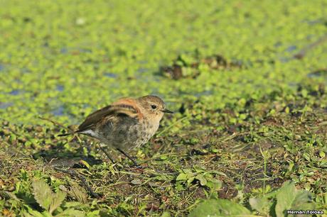 Salida por campos de Cañuelas ( 1 de mayo de  2016)