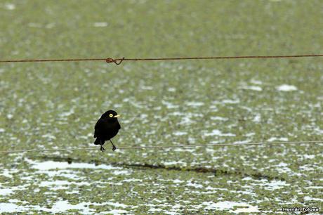 Salida por campos de Cañuelas ( 1 de mayo de  2016)