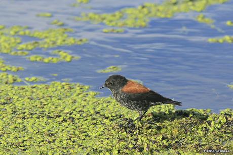 Salida por campos de Cañuelas ( 1 de mayo de  2016)
