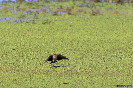 Salida por campos de Cañuelas ( 1 de mayo de  2016)