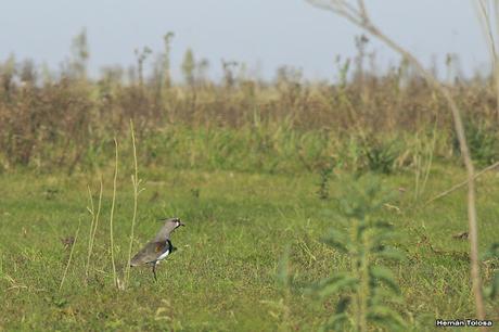 Salida por campos de Cañuelas ( 1 de mayo de  2016)