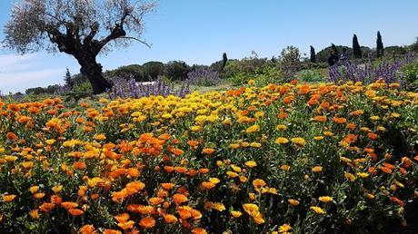 El parque de los olores........