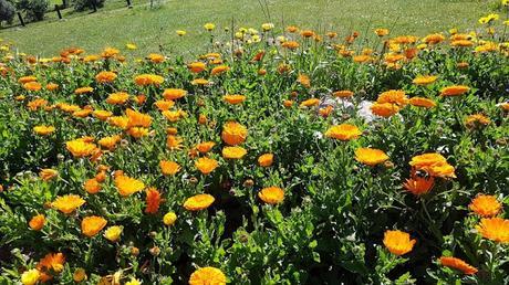 El parque de los olores........