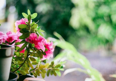 Las mejores plantas con flor para el balcón