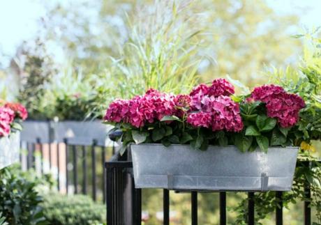 Las mejores plantas con flor para el balcón