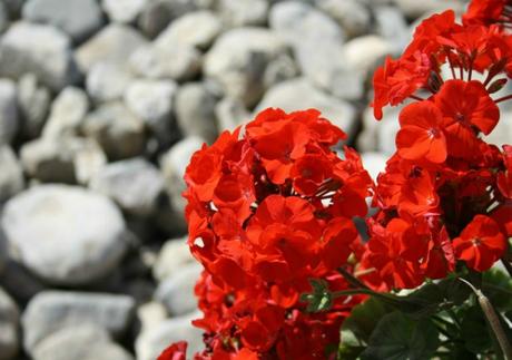 Las mejores plantas con flor para el balcón
