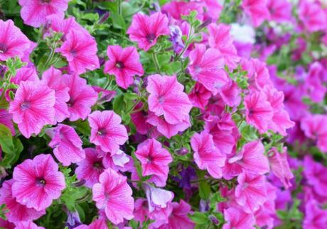 Las mejores plantas con flor para el balcón