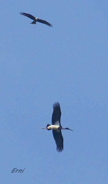 PLANEANDO SOBRE LAS MARISMAS