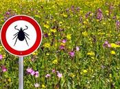 prolongado antibióticos funcionan tratamiento enfermedad Lyme