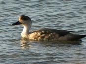 Pato crestón (Crested Duck) Lophonetta specularioides