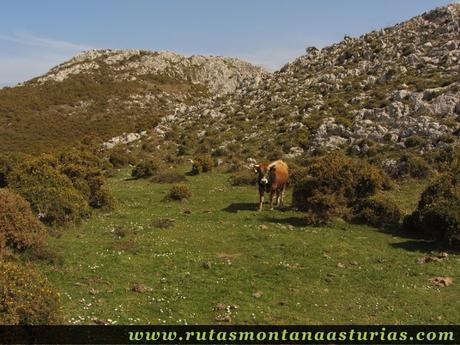 Toro en prado