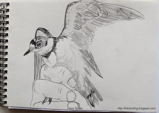 Dibujos de chorlitejos chicos