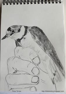 Dibujos de chorlitejos chicos