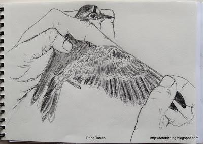 Dibujos de chorlitejos chicos