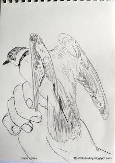 Dibujos de chorlitejos chicos