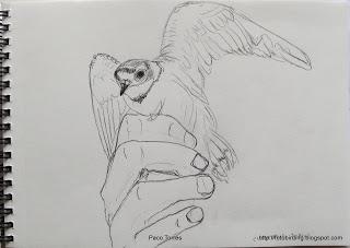 Dibujos de chorlitejos chicos