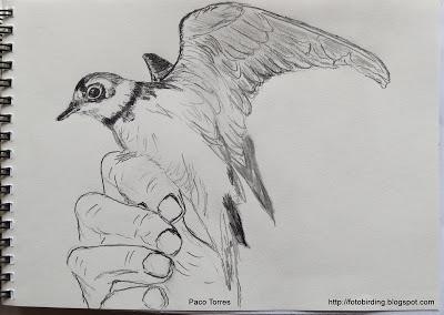 Dibujos de chorlitejos chicos