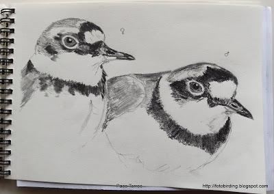 Dibujos de chorlitejos chicos