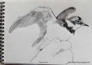 Dibujos de chorlitejos chicos