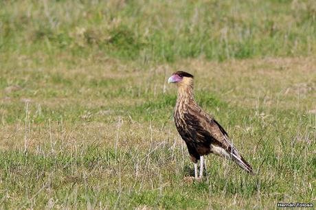 Rapaces de Los Eucaliptus