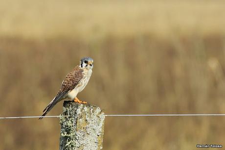 Rapaces de Los Eucaliptus