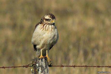 Rapaces de Los Eucaliptus