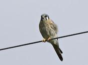 Rapaces Eucaliptus