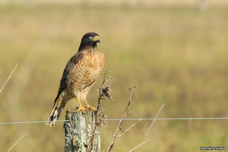 Rapaces de Los Eucaliptus