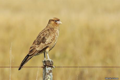 Rapaces de Los Eucaliptus