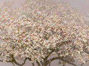 Desde cometa cielo...