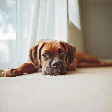 Los apartamentos de Pierre & Vacances, situados en los mejores destinos de España y Andorra, cuentan con el distintivo pet friendly.
