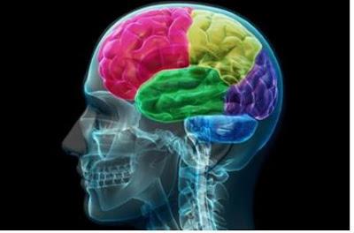 LOS IDIOMAS ENTRENAN EL CEREBRO